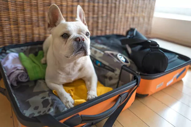 Traveling with Pets: How to Pack a Portable First Aid Kit for Your Pet.